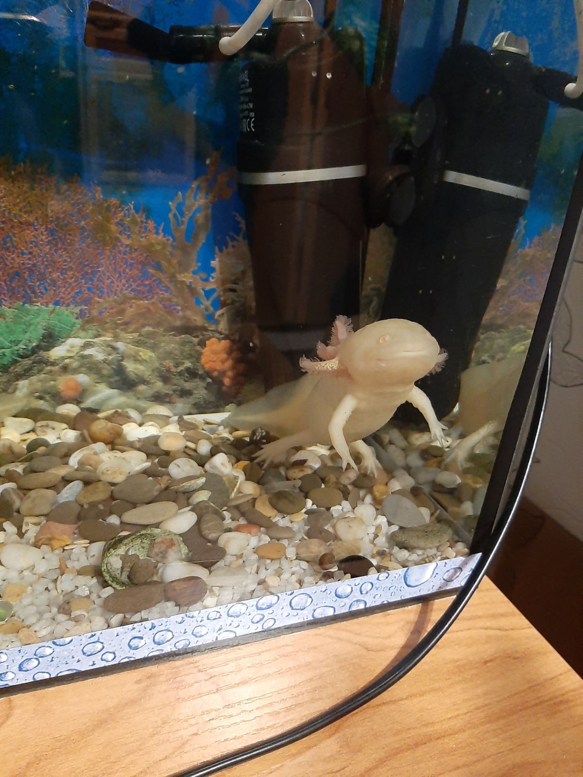 pet 7
