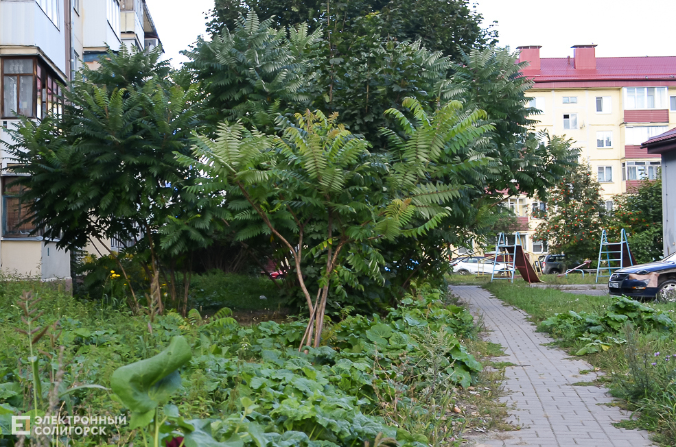 Soligorsk dvor 84