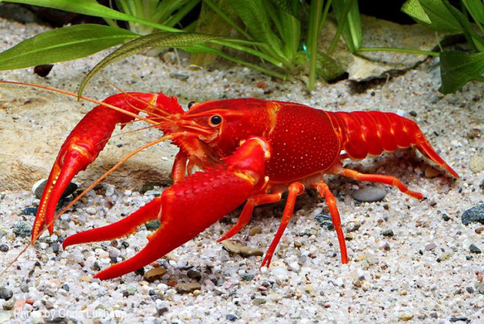 foto floridskij oranzhevyj rak procambarus red marlboro 6 7sm labeo com ua 1200x630