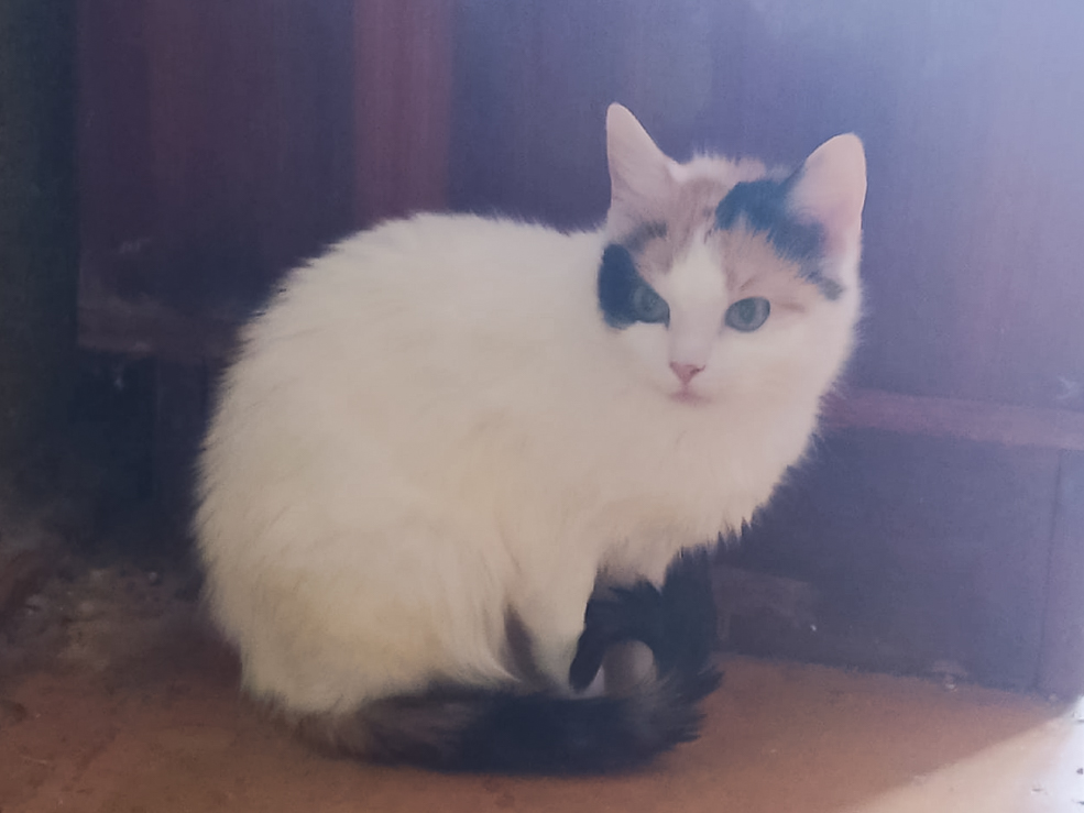Cats 3