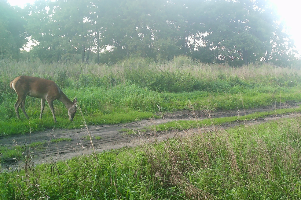 Animals 1