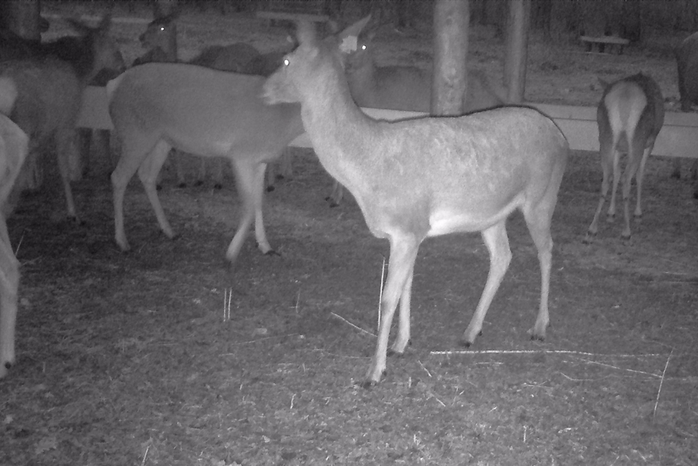 Animals 11