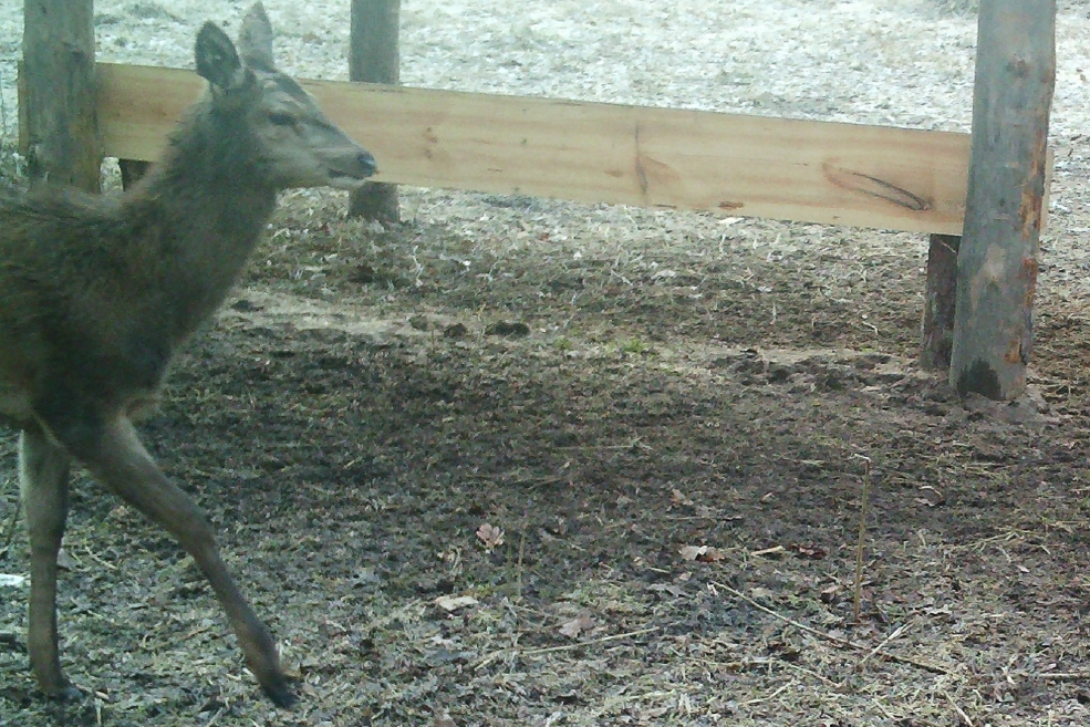 Animals 14