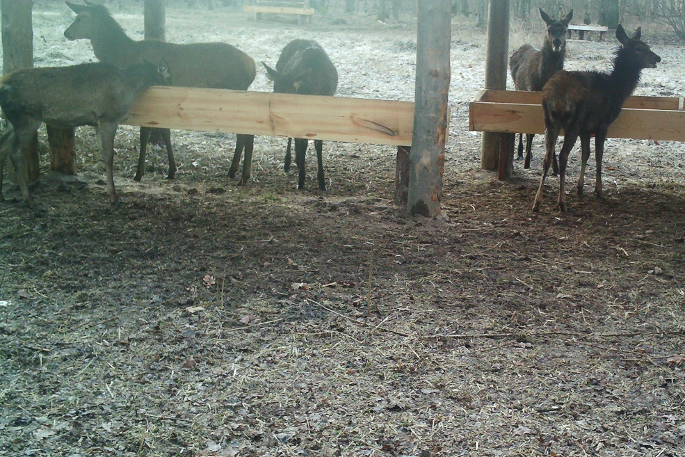 Animals 15