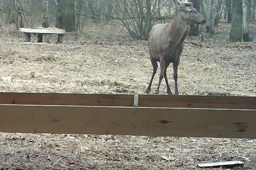 Animals 16