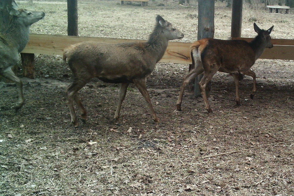 Animals 19