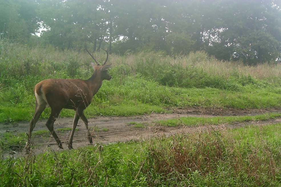 Animals 2