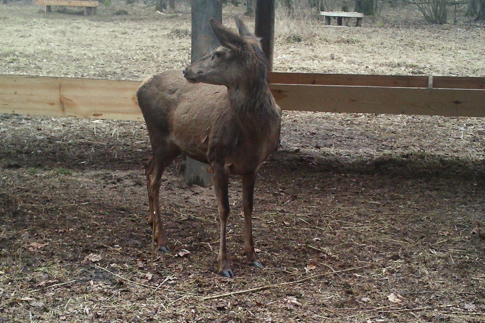 Animals 21