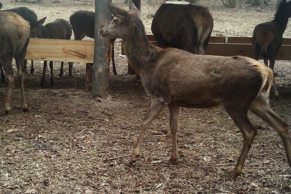 Animals 24