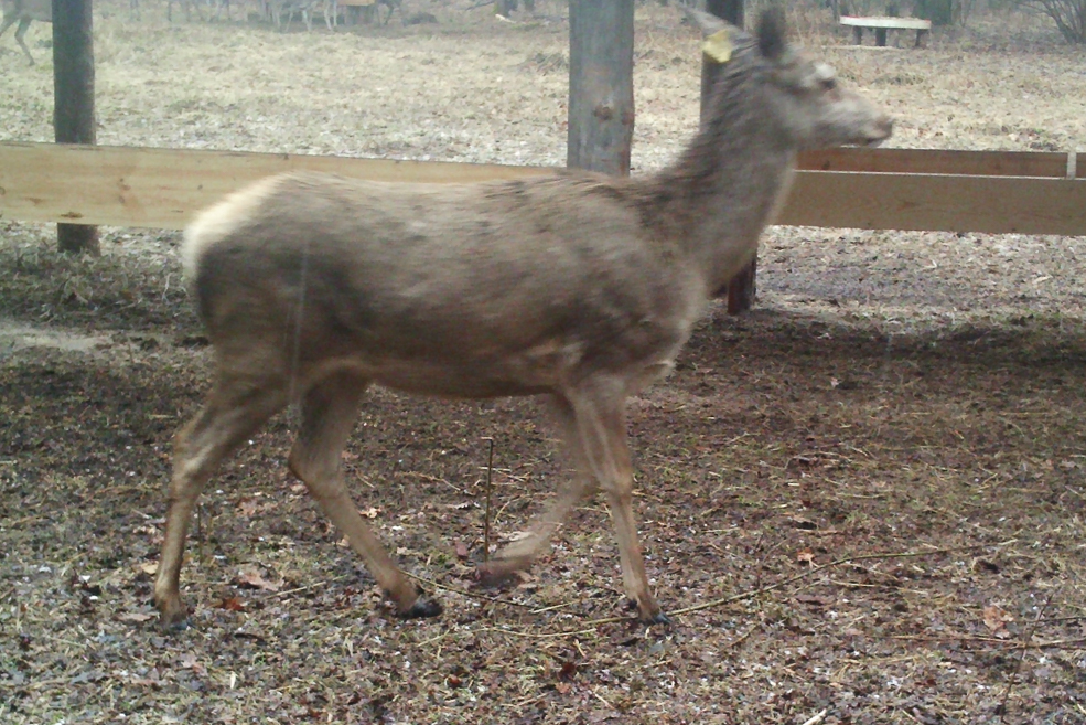 Animals 25