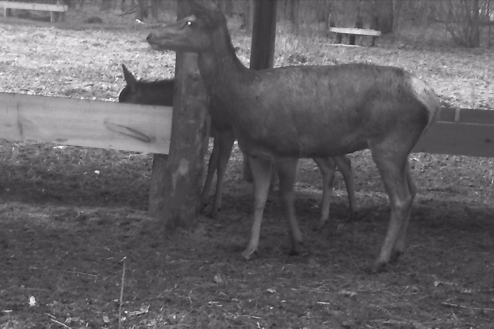 Animals 27