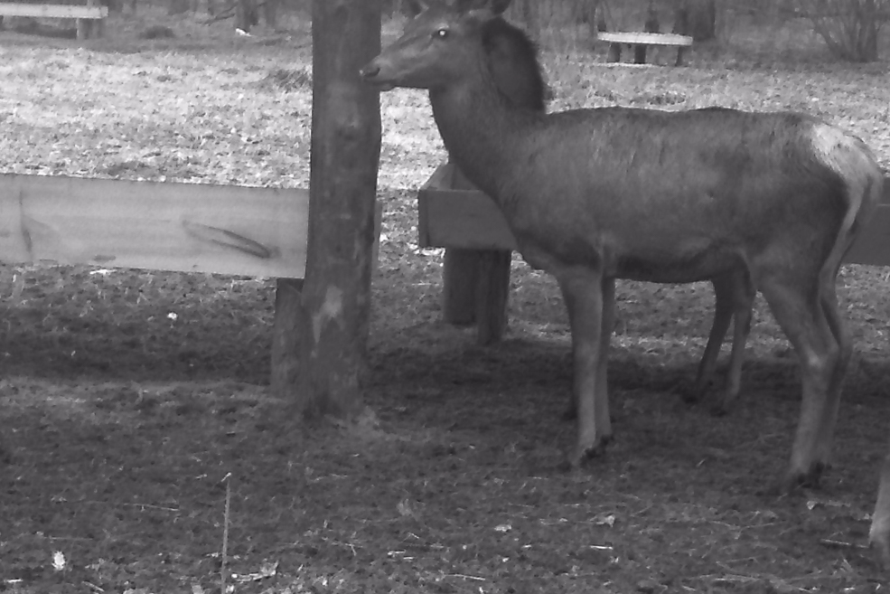 Animals 28