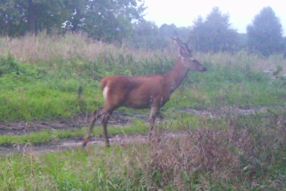 Animals 3
