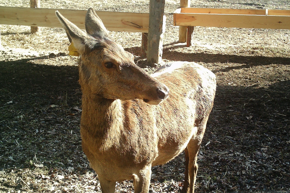 Animals 30