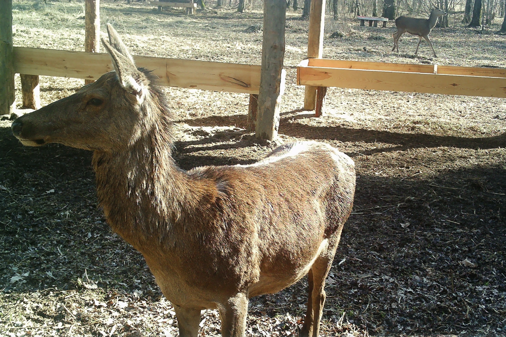 Animals 31