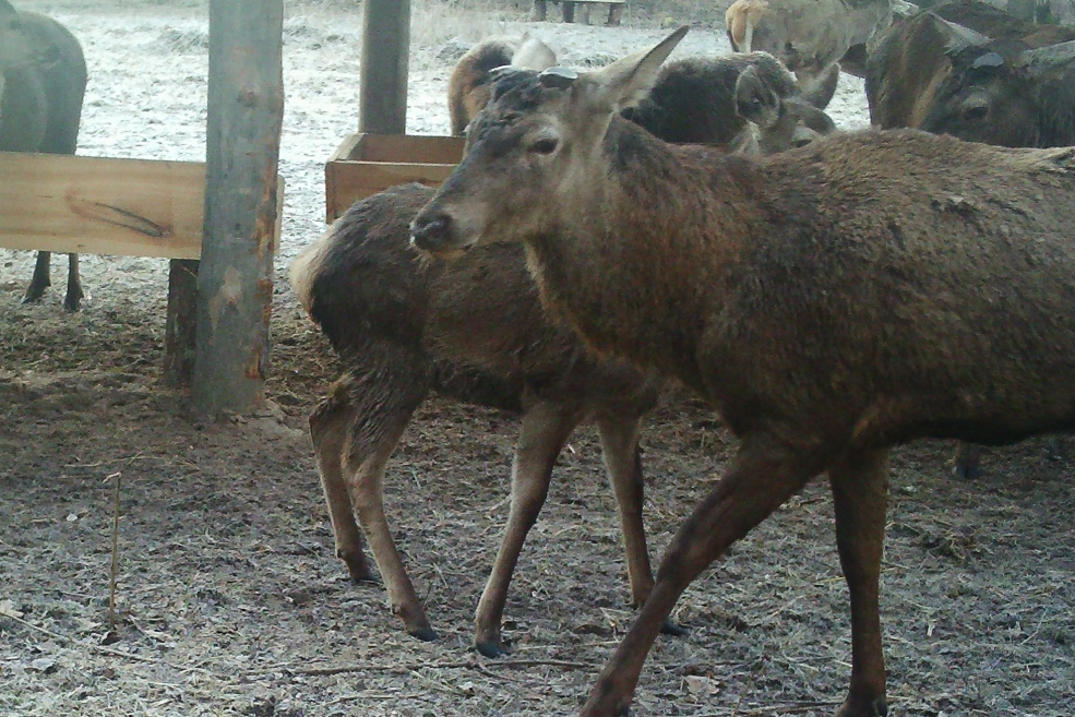 Animals 32