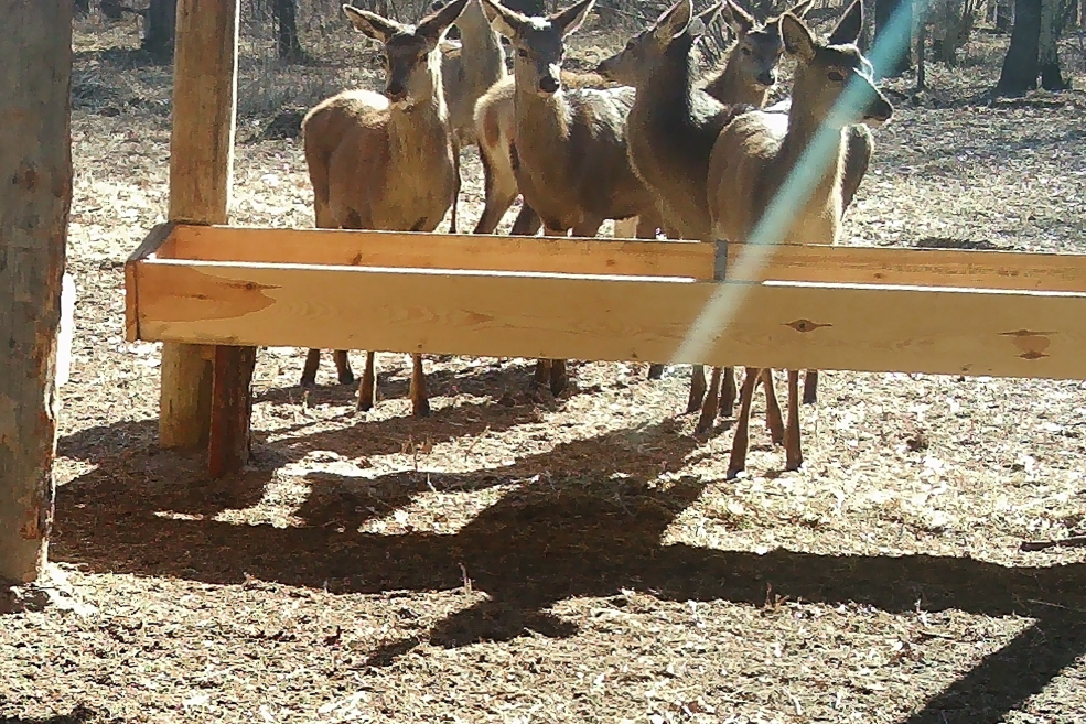 Animals 33