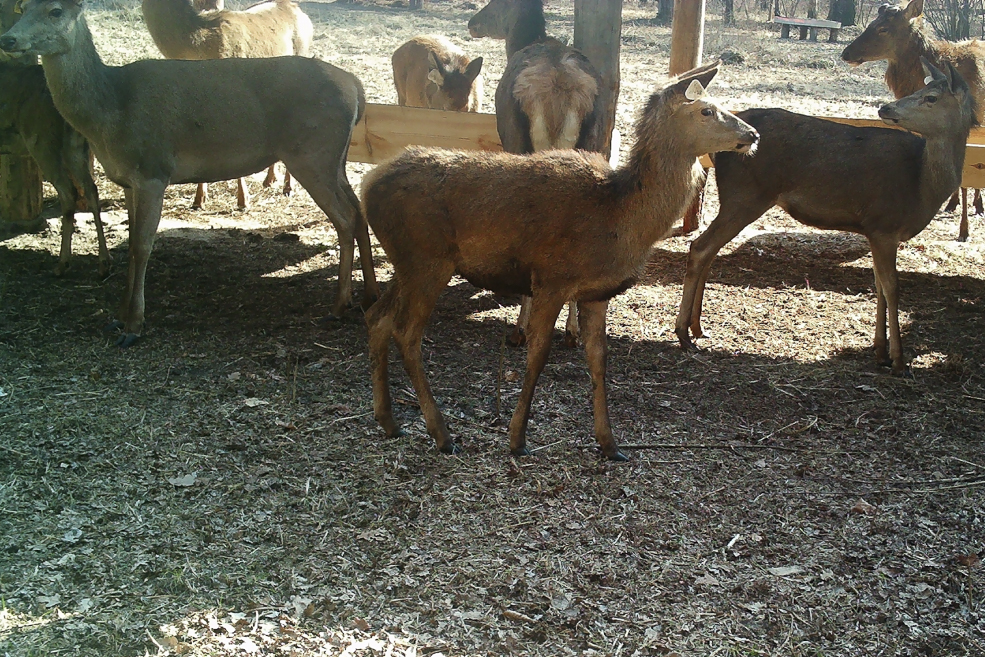 Animals 34