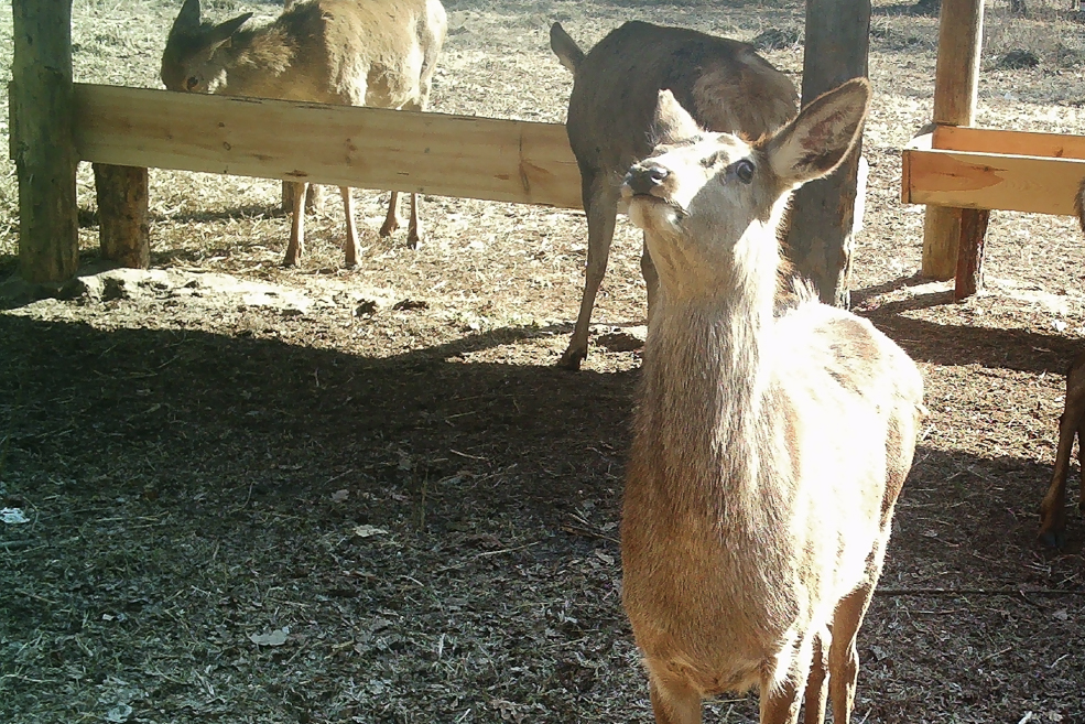Animals 35
