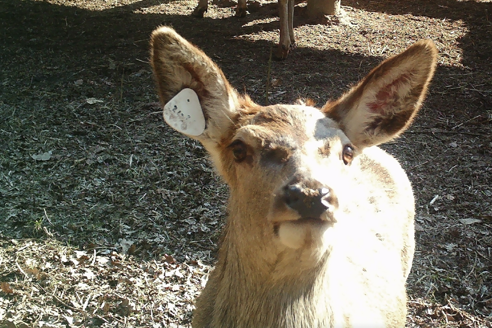 Animals 36