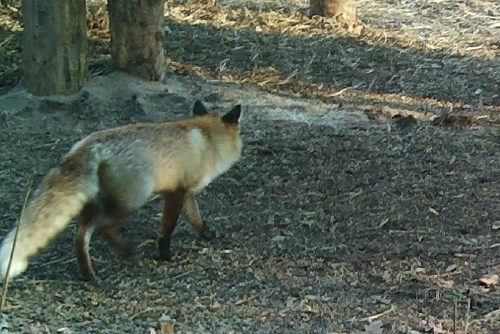 Animals 37