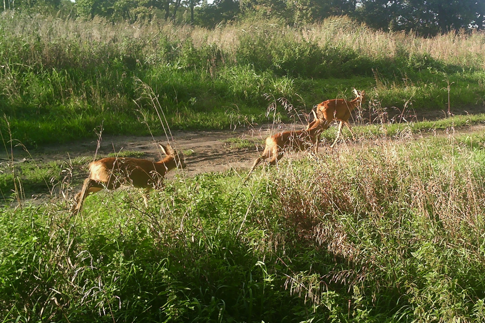 Animals 4