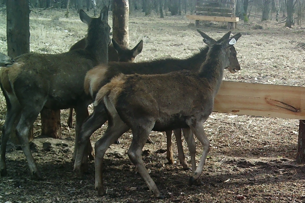 Animals 6