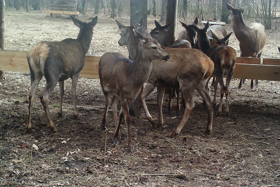 Animals 7