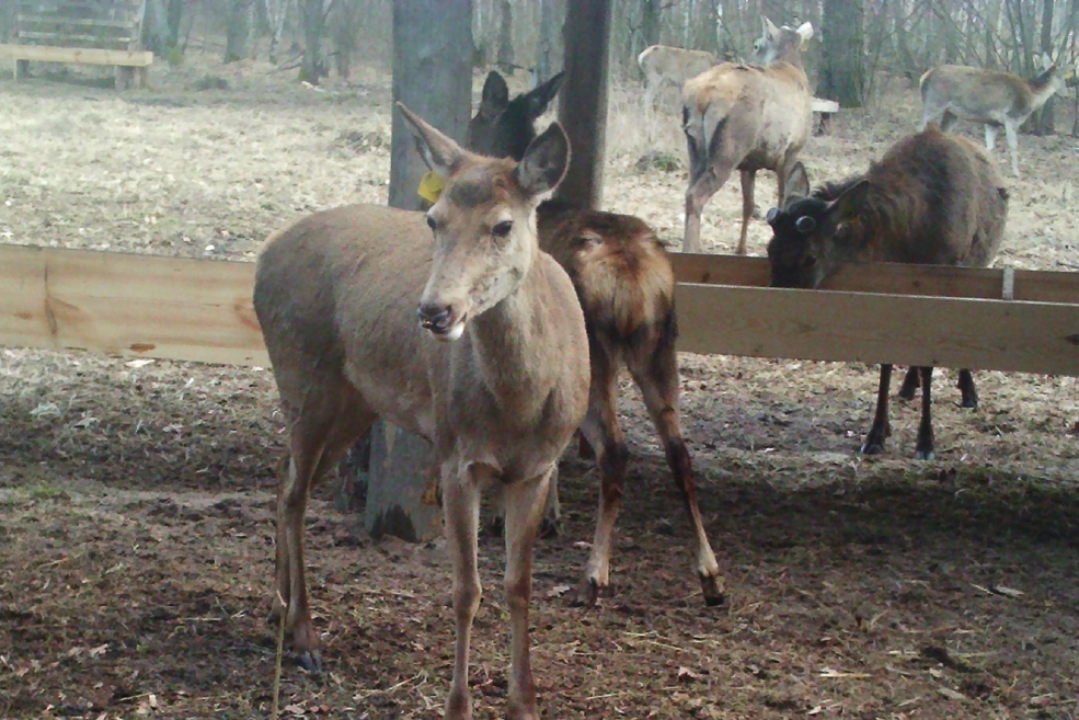 Animals 8