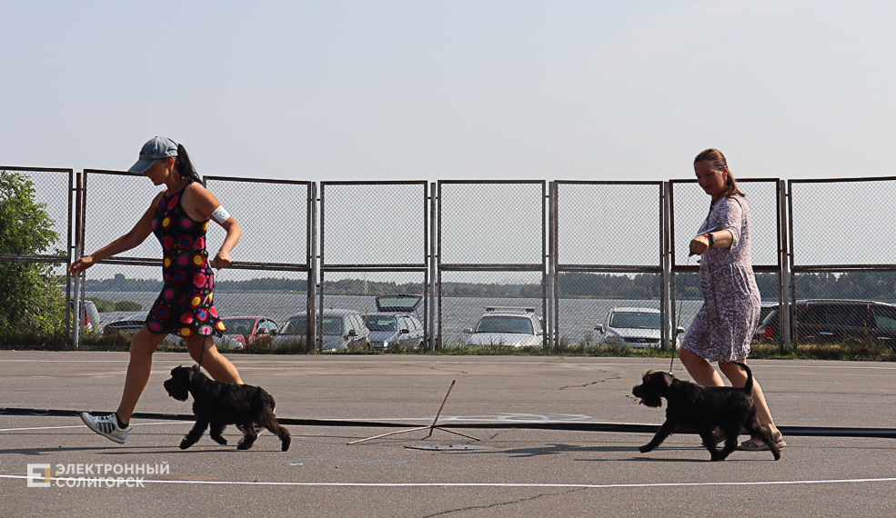 dogs2 10