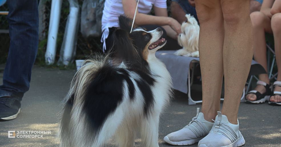 dogs2 12