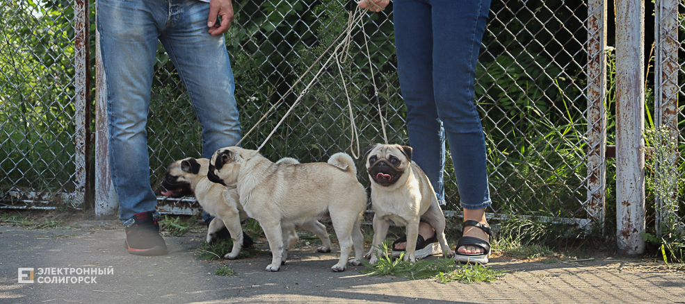 dogs2 14