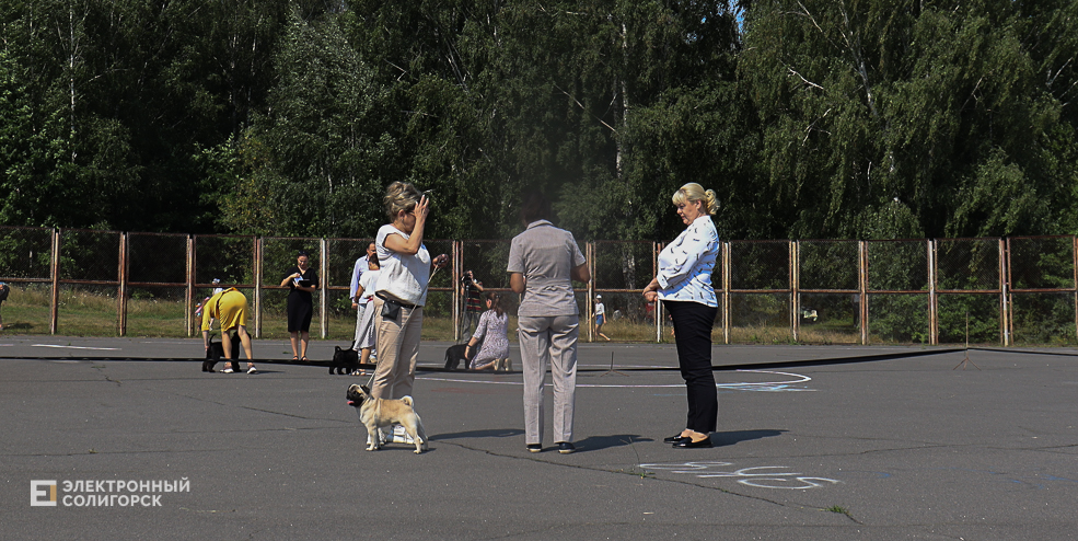 dogs2 15