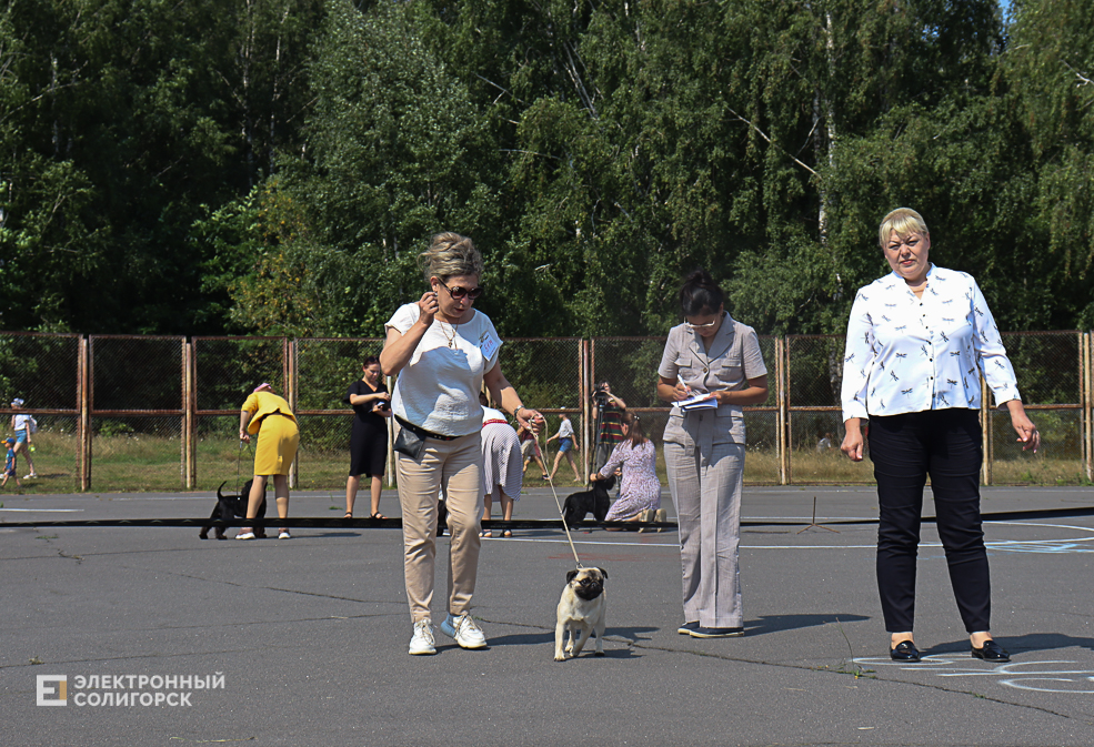 dogs2 16