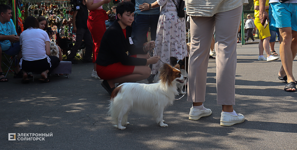 dogs2 17