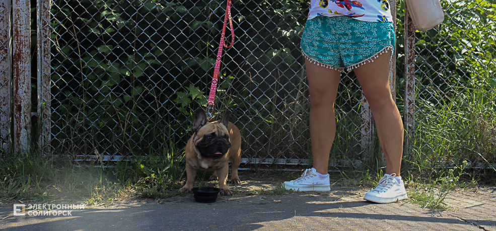dogs2 18