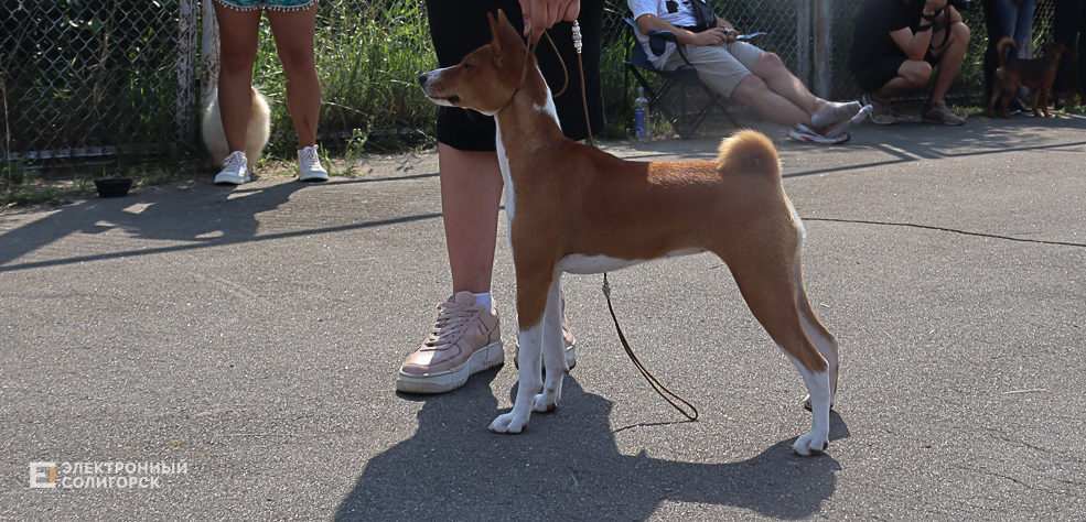 dogs2 19