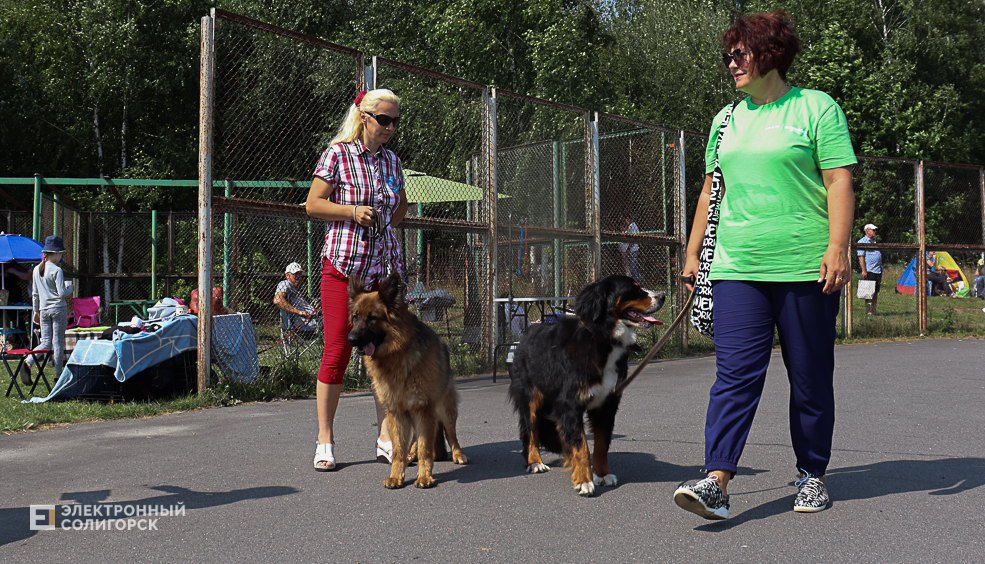 dogs2 20