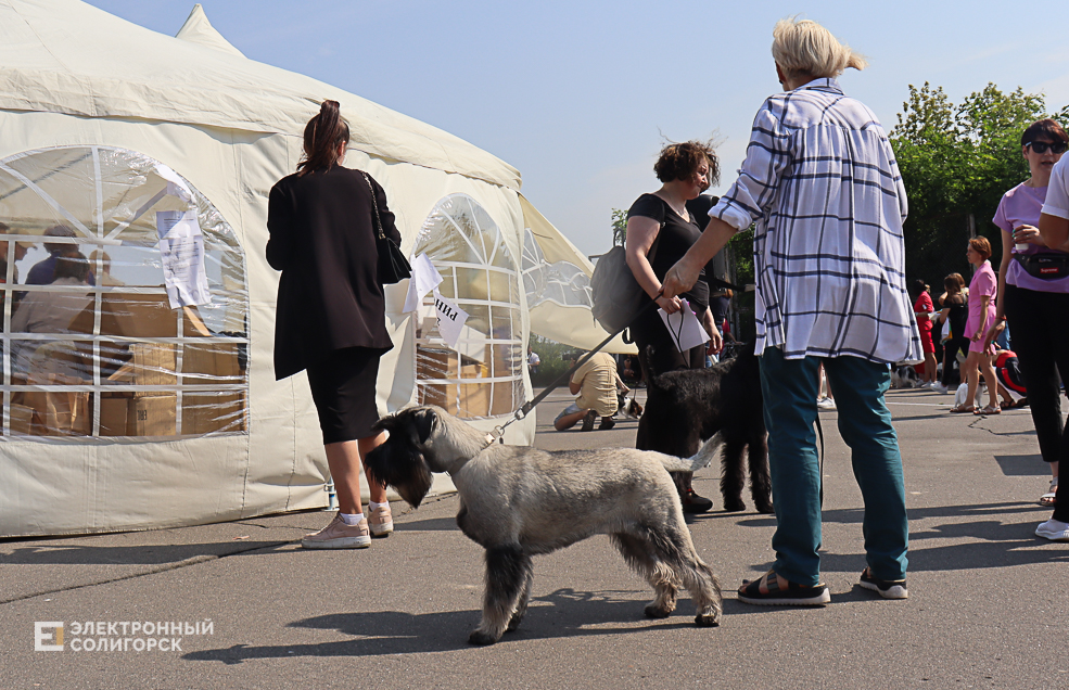 dogs2 21