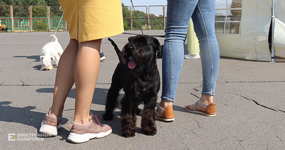 dogs2 22