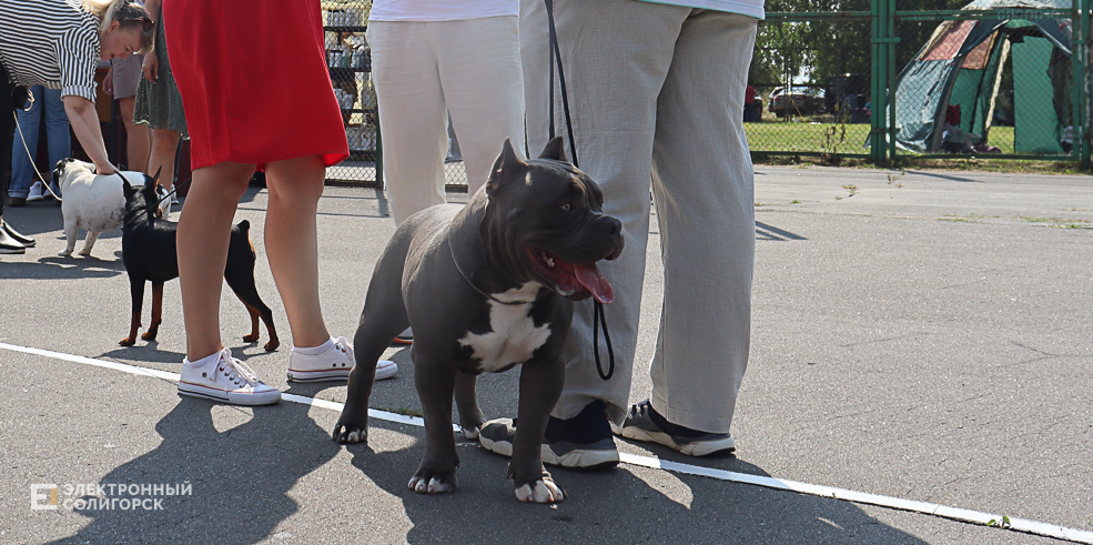 dogs2 23