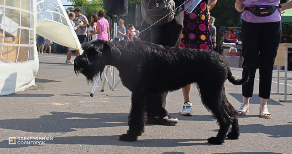 dogs2 24