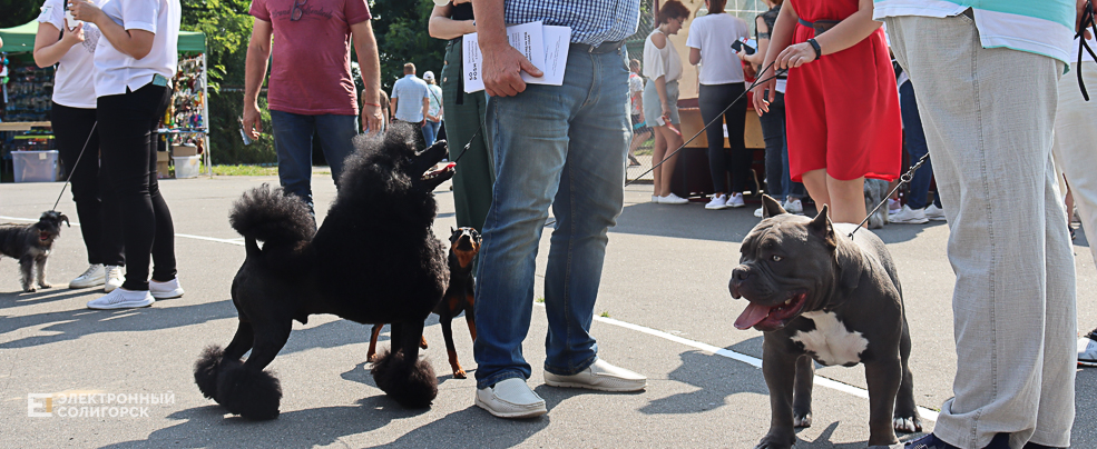 dogs2 25