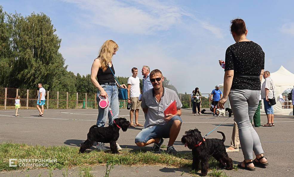 dogs2 26