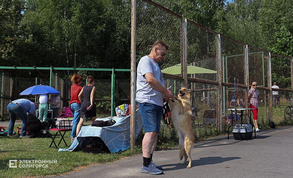 dogs2 29
