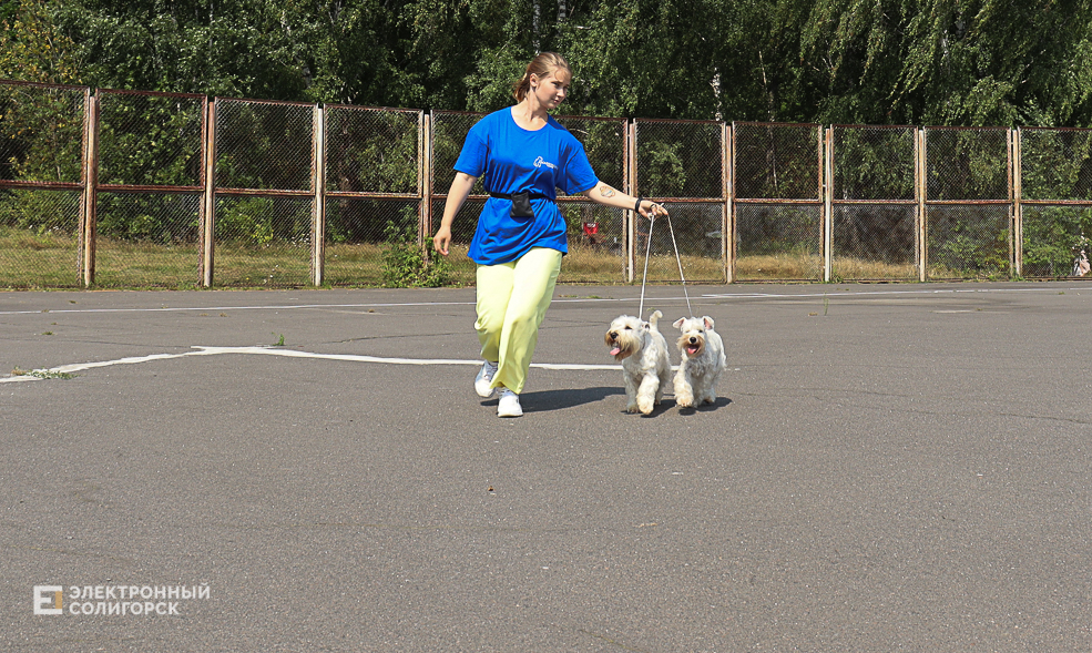 dogs2 30
