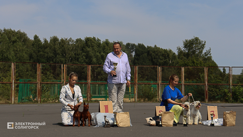 dogs2 31