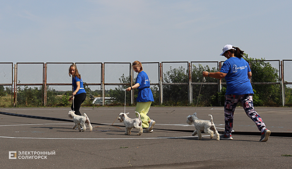 dogs2 32