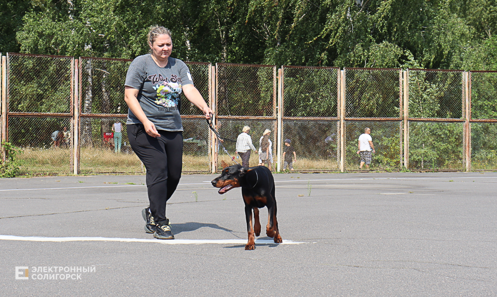 dogs2 34