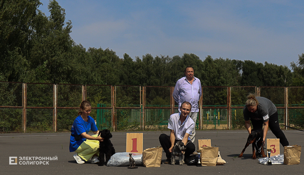 dogs2 35